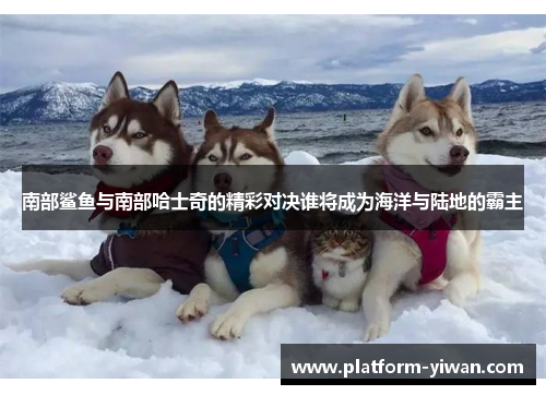 南部鲨鱼与南部哈士奇的精彩对决谁将成为海洋与陆地的霸主